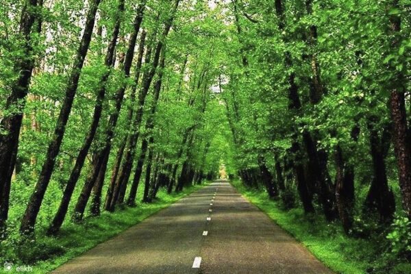 جنگلها؛ ریههای زمین و گنجینههای زندگی